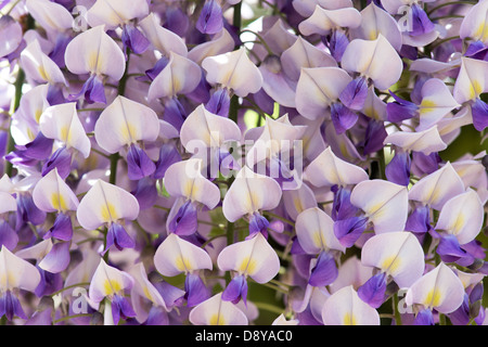 Wisteria Floribunda domino Stockfoto