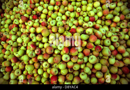 Äpfel. Stockfoto