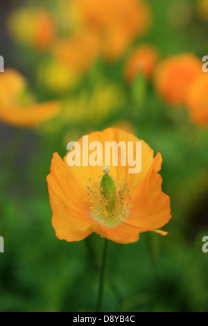 Isländische orange Mohn Stockfoto