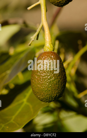 Junge unreife Hass Avocado, Persea Americana "Hass", Frucht am Baum wächst. Andalusien, Spanien. Stockfoto