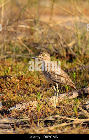 Senegal Thick-knee Burhinus Senegalensis waten durch Vegetation im frühen Morgenlicht Gambia Westafrika Afrika Stockfoto