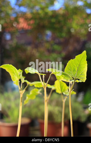 Runner Bean Sämlinge im Garten. Stockfoto