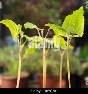 Runner Bean Sämlinge im Garten. Stockfoto