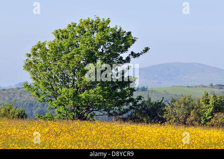 Aberystwyth, Wales, UK. 6. Juni 2013.  Im Abendlicht Butterblumen blühen auf einer Wiese in der Nähe von Comins Coch, Aberystwyth, Wales UK, mit einem Baum in voller Blatt durch die Cambrian Mountains - 6. Juni 2013 gesichert. Bildnachweis: John Gilbey / Alamy News. Stockfoto