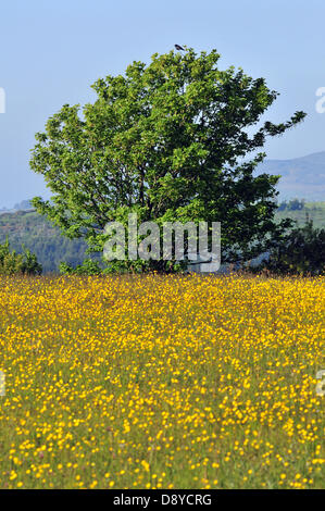 Aberystwyth, Wales, UK. 6. Juni 2013.  Im Abendlicht Butterblumen blühen auf einer Wiese in der Nähe von Comins Coch, Aberystwyth, Wales UK, mit einem Baum in voller Blatt durch die Cambrian Mountains - 6. Juni 2013 gesichert. Bildnachweis: John Gilbey / Alamy News. Stockfoto