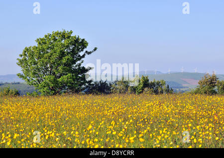 Aberystwyth, Wales, UK. 6. Juni 2013.  Im Abendlicht Butterblumen blühen auf einer Wiese in der Nähe von Comins Coch, Aberystwyth, Wales UK, mit einem Baum in voller Blatt durch die Cambrian Mountains und einen Windpark - 6. Juni 2013 gesichert. Bildnachweis: John Gilbey / Alamy News. Stockfoto