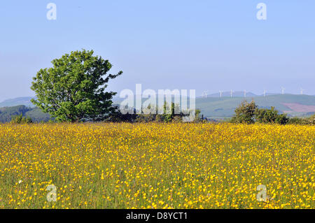 Aberystwyth, Wales, UK. 6. Juni 2013.  Im Abendlicht Butterblumen blühen auf einer Wiese in der Nähe von Comins Coch, Aberystwyth, Wales UK, mit einem Baum in voller Blatt durch die Cambrian Mountains und einen Windpark - 6. Juni 2013 gesichert. Bildnachweis: John Gilbey / Alamy News. Stockfoto