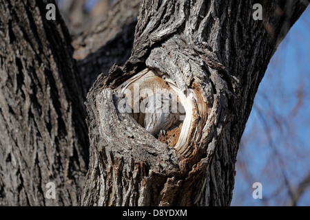 Weibliche graues Morph östlichen Käuzchen in Knoten Loch im Baumstamm. Stockfoto