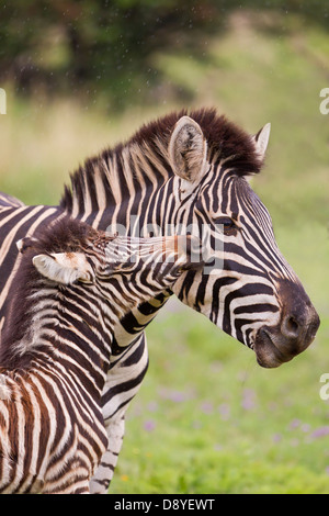 Burchell Zebra. Mutter und Fohlen. Stockfoto