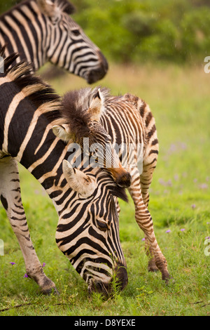 Burchell Zebra. Mutter und Fohlen. Stockfoto