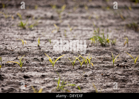 Felder, Ernte, Ernte und Dürre Stockfoto