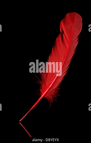 Rote Feder Stockfoto