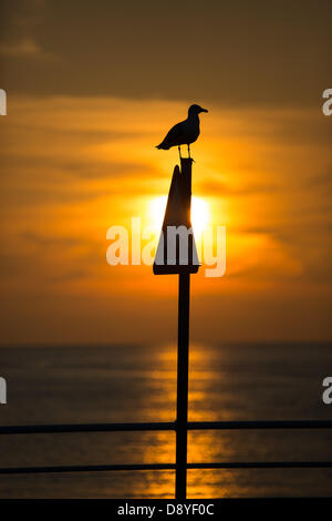 Ein milden Tag endet auf einem hellen Ton an der Küste Aberystwyth, ein wunderschönen Sonnenuntergang die Luft und das Meer in gelb und orange Licht badet. Eine Möwe, die hoch oben auf einem Warnschild ist gegen die settin Sonne abhebt. Stockfoto