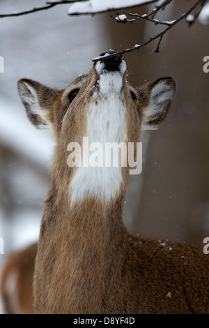 Weiß - angebundene Rotwild, Odocoileus Virginianus, New York, USA, im Schnee, Surfen im Apfelbaum Stockfoto