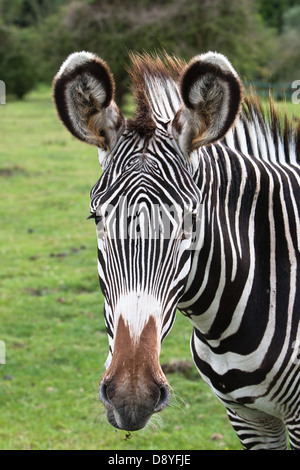 Ein Gefangener Grevy-Zebra (Equus Grevyi) im Port Lympne Wild Animal Park Stockfoto