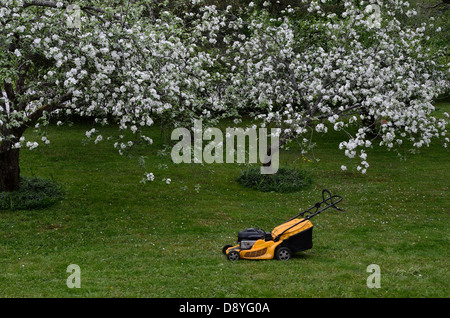 Rasenmäher im Garten in der Nähe von blühenden Apfelbäumen Stockfoto