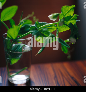 Snow Pea in ein Glas Wasser. Stockfoto