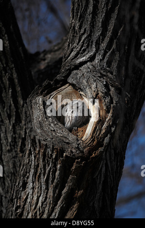 Östlichen Käuzchen Sonnen und nisten in Loch im Baum. Stockfoto