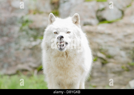 Aggressive arktischen Wolf-männlich-Porträt Stockfoto