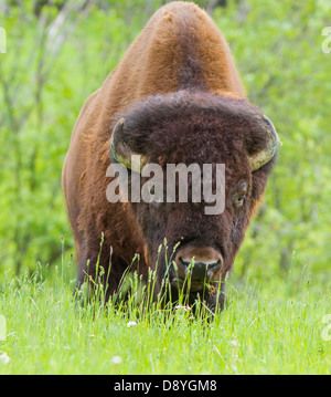 Eine riesige männlich - amerikanische Bisons (Bison Bison) in der Prärie Stockfoto