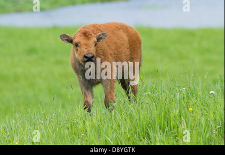 Bison Baby Neugeborene in der Prärie Stockfoto