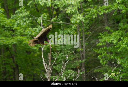 Landung der Türkei Geier (Cathartes Aura) im Frühjahr Stockfoto