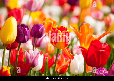 Tulpen. Nahaufnahme von Mischung, viele verschiedene Multi farbige farbige holländische Tulpen im Garten Grenze in der Nähe von Amsterdam Holland Niederlande Stockfoto