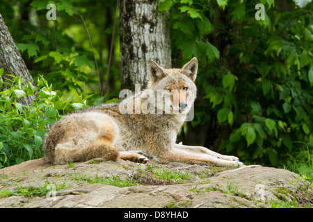 Coyote alpha-Weibchen im Frühjahr. Stockfoto