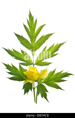 Kaukasische Pfingstrose (Paeonia Mlokosewitschii) Blume und Blatt auf dem weißen Hintergrund Garten Adel Leeds West Yorkshire UK Europe Stockfoto