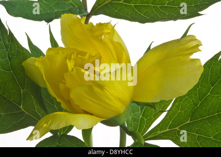 Kaukasische Pfingstrose (Paeonia Mlokosewitschii) Blume und Blätter auf dem weißen Hintergrund Garten Adel Leeds West Yorkshire UK Europe Stockfoto