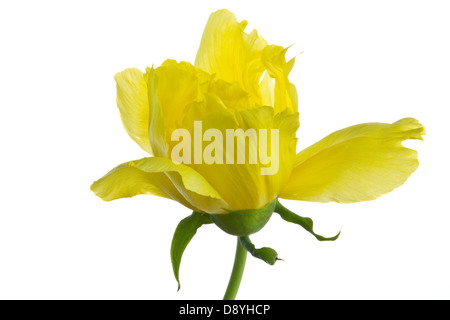 Kaukasische Pfingstrose (Paeonia Mlokosewitschii) Blume auf dem weißen Hintergrund Garten Adel Leeds West Yorkshire UK Europe Stockfoto