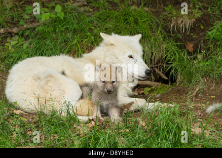 Weibliche Polarwolf mit einmonatiger pup Stockfoto