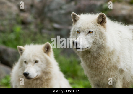 Alpha-Paar arktische Wölfe im Frühjahr. Stockfoto