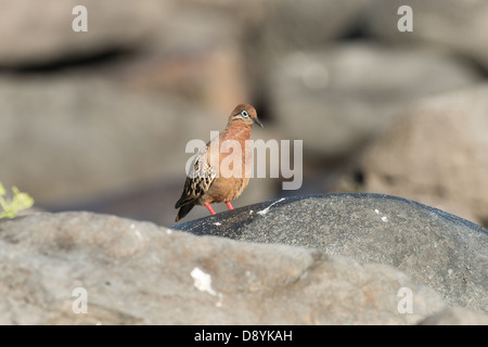 Galapagos Taube (Zenaida Galapagoensis) auf einem Felsen sitzen. Stockfoto