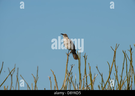 Galapagos-Spottdrossel (Mimus Parvulus) auf die Spitzen eines Zweiges. Stockfoto