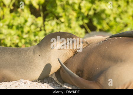 Stock Foto eines Galapagos-Seelöwen-Welpen Pflege. Stockfoto