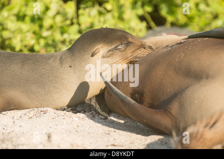 Stock Foto eines Galapagos-Seelöwen-Welpen Pflege. Stockfoto