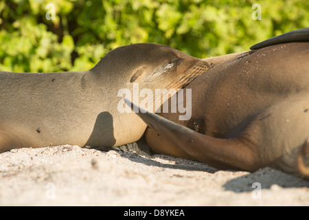 Stock Foto eines Galapagos-Seelöwen-Welpen Pflege. Stockfoto