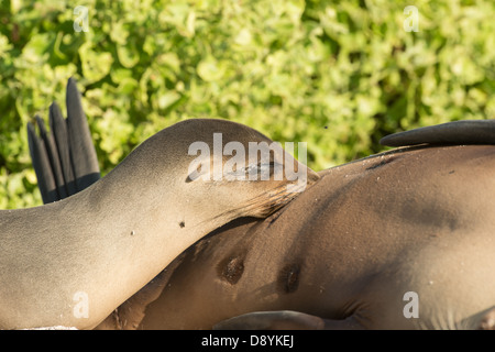 Stock Foto eines Galapagos-Seelöwen-Welpen Pflege. Stockfoto