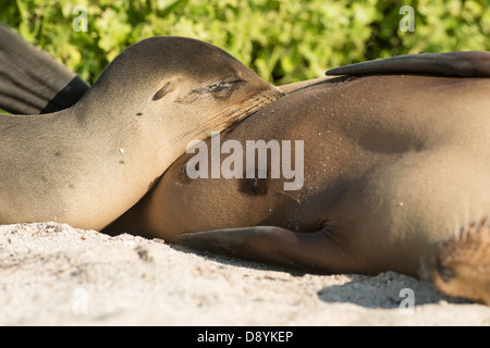 Stock Foto eines Galapagos-Seelöwen-Welpen Pflege. Stockfoto