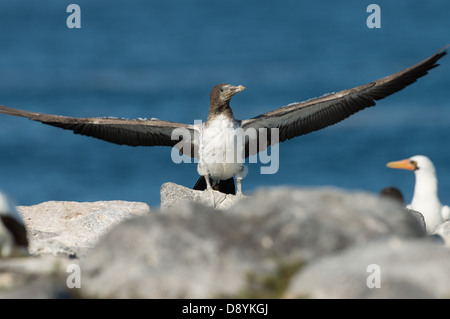 Stock Foto von einem juvenilen Nazca Tölpel auf einem Felsen erstreckt sich seine Flügel. Stockfoto