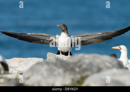 Stock Foto von einem juvenilen Nazca Tölpel auf einem Felsen erstreckt sich seine Flügel. Stockfoto