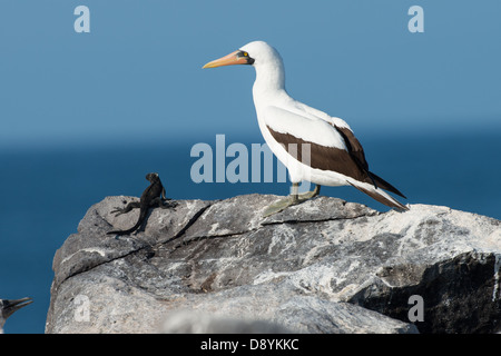 Stock Foto von ein Nazca-Tölpel auf einem Felsen neben marine Iguana. Stockfoto