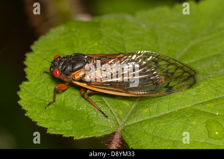Ein Erwachsener Brut II 17-jährigen periodische Zikade (Magicicada Septendecim) hockt auf Vegetation nach Emergene aus seinem nymphal Stadium Stockfoto