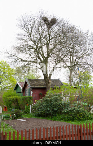 Elster '' s Nest in einem Baum ein kleines Häuschen, Schweden. Stockfoto