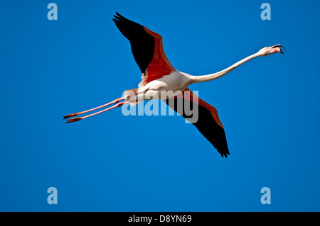Rosaflamingo (Phoenicopterus Roseus) im Flug, Camargue, Frankreich Stockfoto