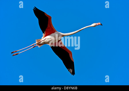 Rosaflamingo (Phoenicopterus Roseus) im Flug, Camargue, Frankreich Stockfoto