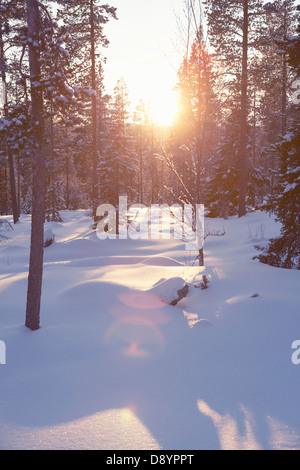 Sonne durch Schnee bedeckte Bäume Stockfoto