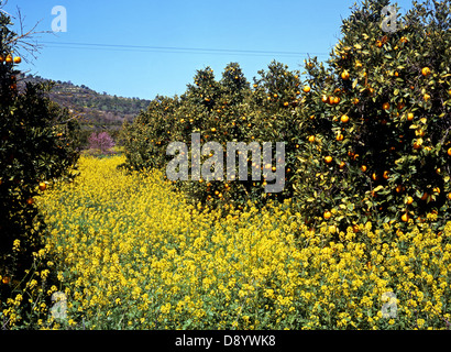 Orangenhainen umgeben von Frühlingsblumen, Akamas-Halbinsel, Zypern. Stockfoto