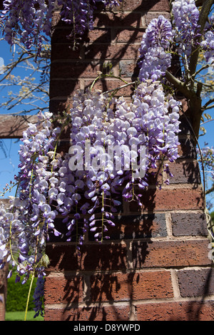 Eine schöne Darstellung der Blauregen an einer Pergola in Tamworth Castle Grounds. Stockfoto